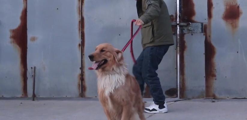 金毛狗月经后最佳配狗时机|实用指南 金毛狗月经后最佳配狗时机|实用指南