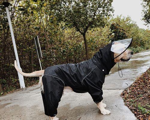 金毛狗月经后最佳配狗时机|实用指南 金毛狗月经后最佳配狗时机|实用指南