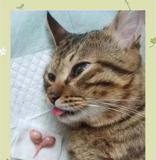 猫绝育后狂躁期多长时间｜实用指南