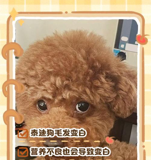 贵宾犬毛发生长周期与保养技巧｜实用指南