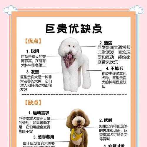 贵宾犬毛发生长周期与保养技巧｜实用指南