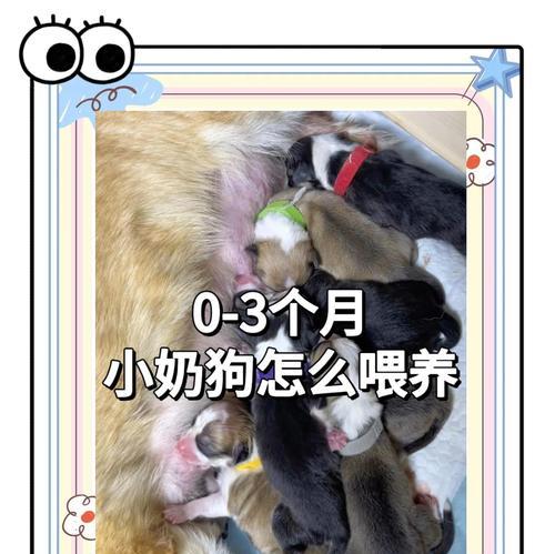 小狗多久喂一次蛋黄|蛋黄饮食最佳频率全攻略 小狗多久喂一次蛋黄|蛋黄饮食最佳频率全攻略