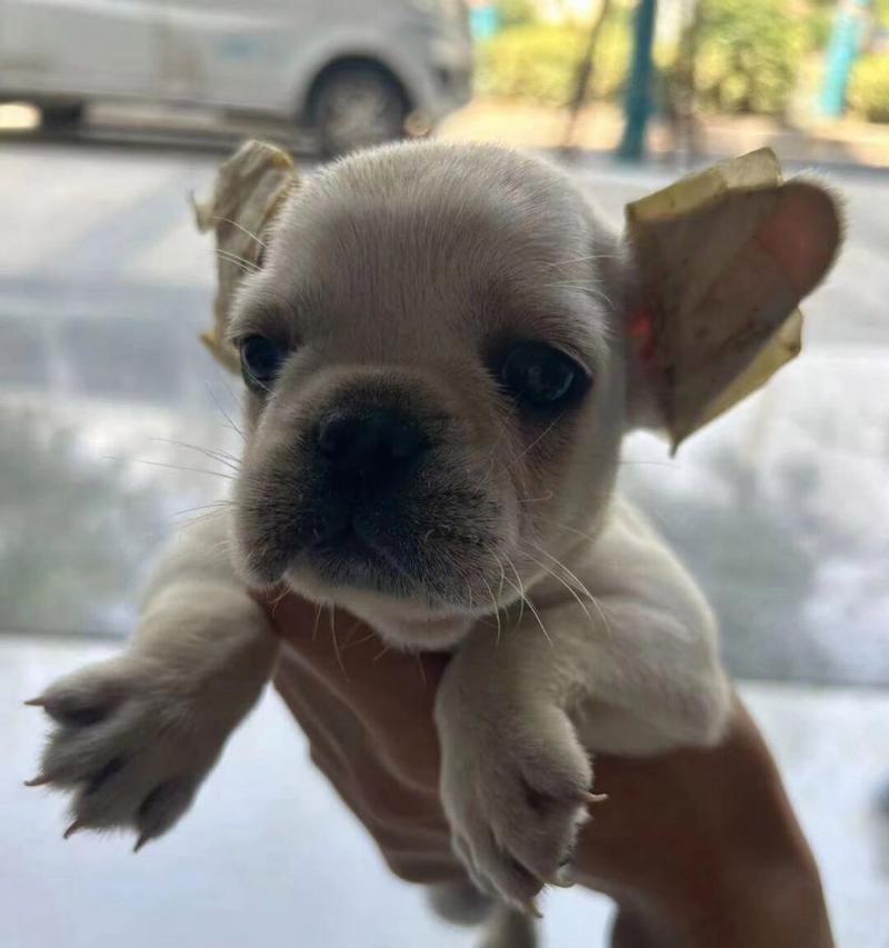 法国斗牛犬掉毛周期及护理全攻略｜科学养宠必备