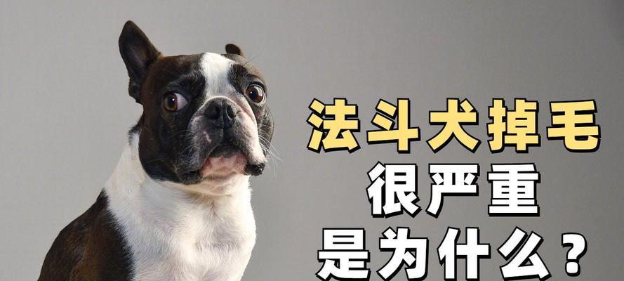 法国斗牛犬掉毛周期及护理全攻略｜科学养宠必备