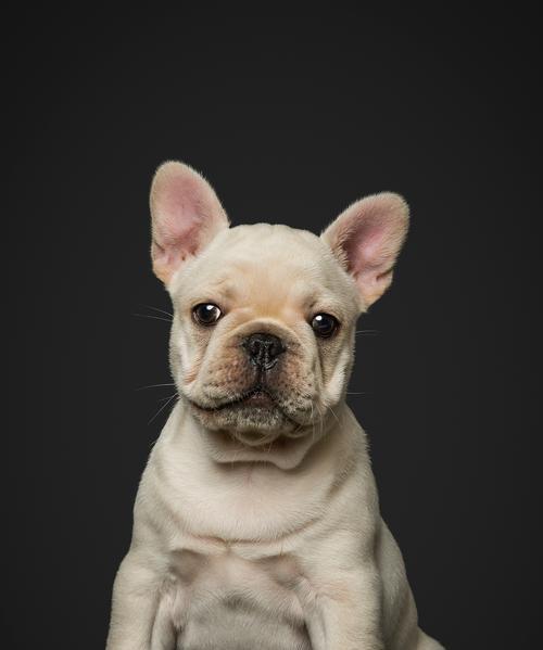 法国斗牛犬掉毛周期及护理全攻略｜科学养宠必备