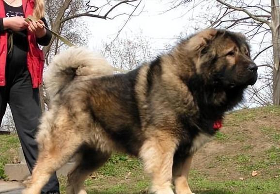 全球十大护卫犬品种全攻略|了解优秀护卫犬特点 全球十大护卫犬品种全攻略|了解优秀护卫犬特点