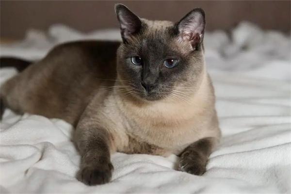 猫咪喜欢在什么地方生产? 猫咪喜欢在什么地方生产?