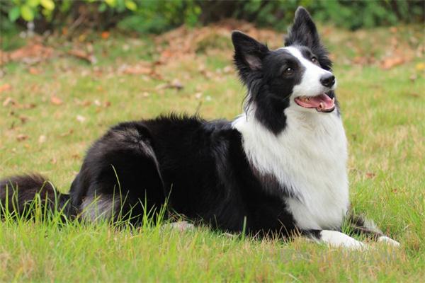 狗狗为什么会攻击陌生人? 狗狗为什么会攻击陌生人?