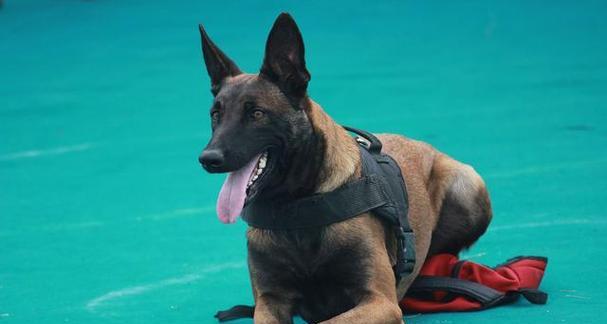 以马犬毛色变化全攻略｜了解不同阶段的毛色发展