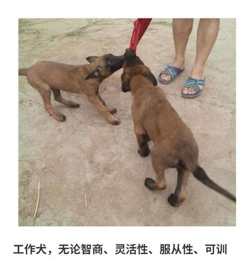 以马犬毛色变化全攻略｜了解不同阶段的毛色发展