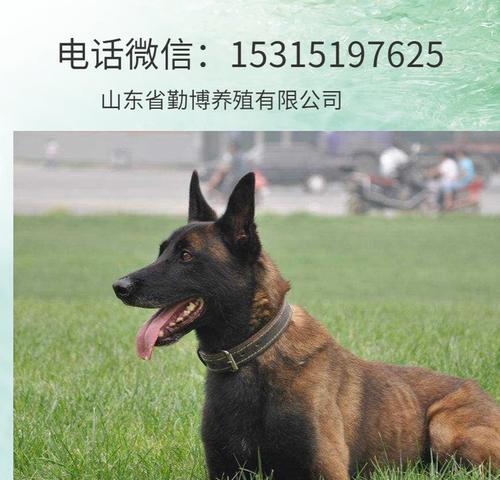 以马犬毛色变化全攻略｜了解不同阶段的毛色发展