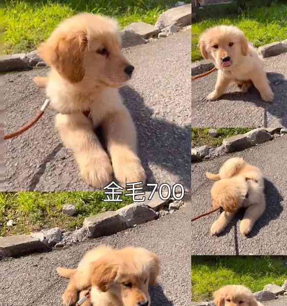 小金毛剪毛最佳时机与方法｜宠物护理实用指南