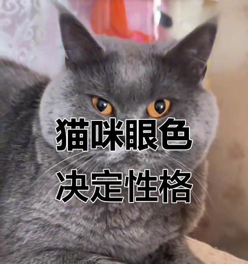 幼猫眼睛颜色变化全攻略｜揭秘成长中的视觉奇迹