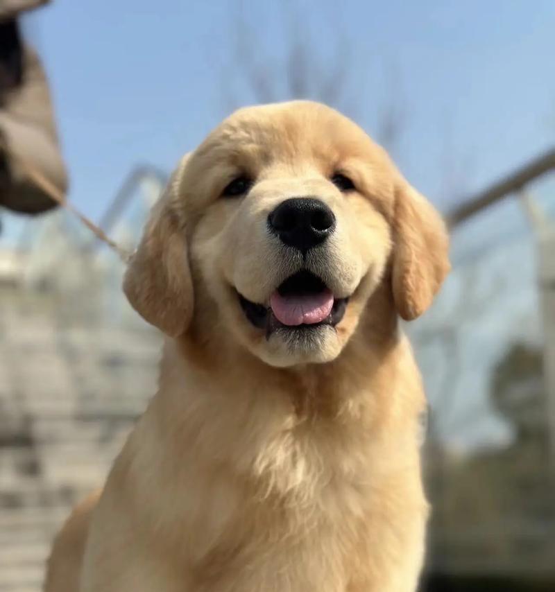 小金毛剪毛最佳时机与方法｜宠物护理实用指南