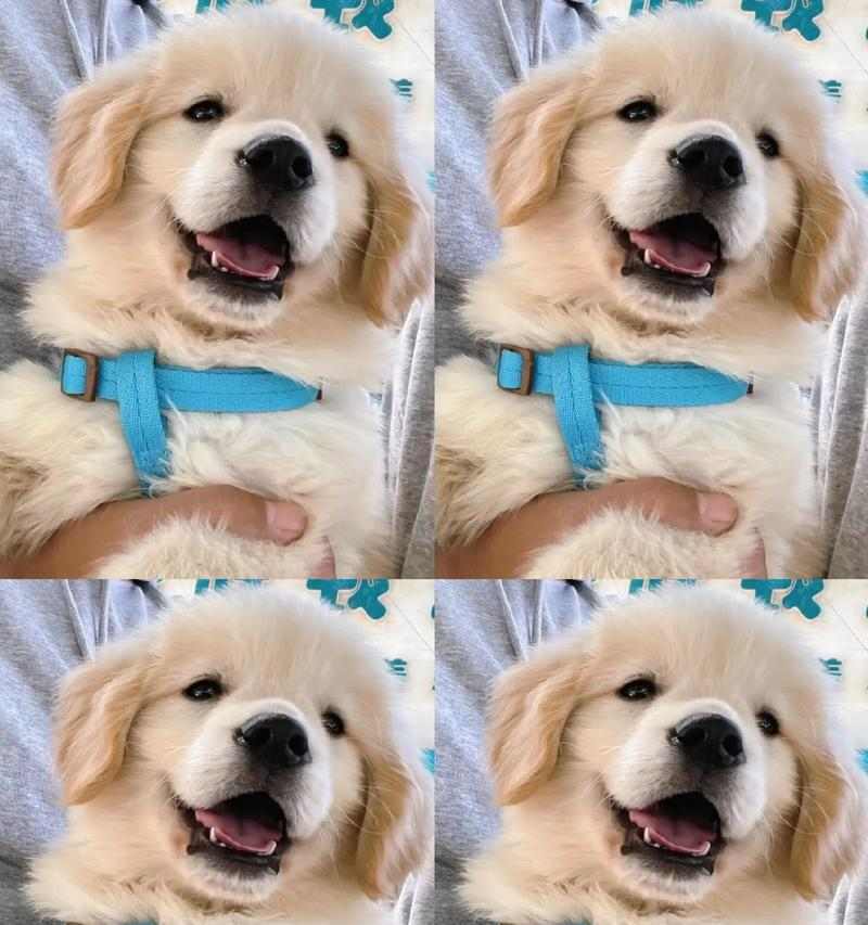 小金毛剪毛最佳时机与方法｜宠物护理实用指南