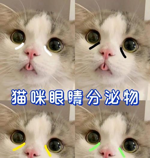 幼猫眼睛颜色变化全攻略｜揭秘成长中的视觉奇迹
