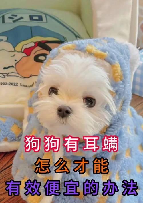 狗狗耳螨治疗费用与护理措施全攻略｜宠物健康必备