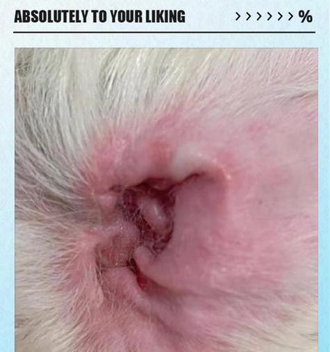 狗狗耳螨治疗费用与护理措施全攻略｜宠物健康必备