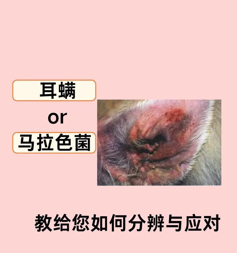狗狗耳螨治疗费用与护理措施全攻略｜宠物健康必备