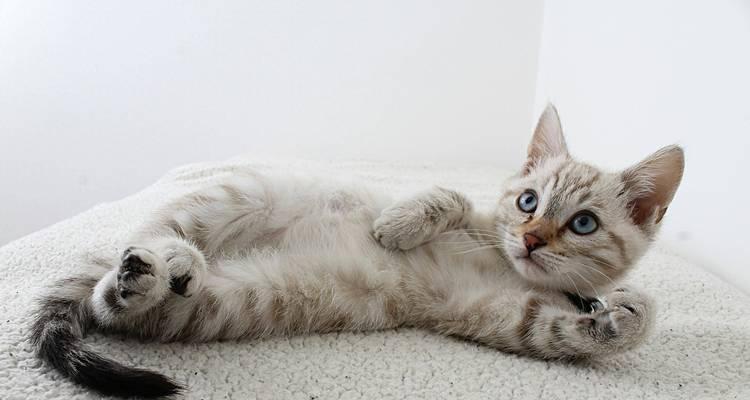 猫的消化健康问题｜化毛膏喂食全攻略