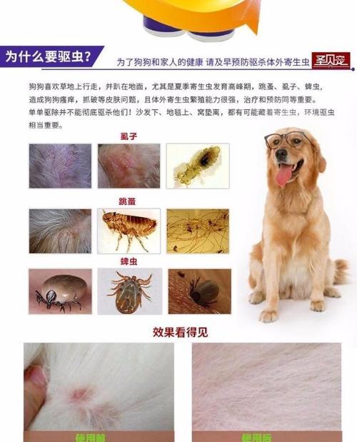 狗狗体外驱虫后洗脚时机全攻略｜科学护理足部健康