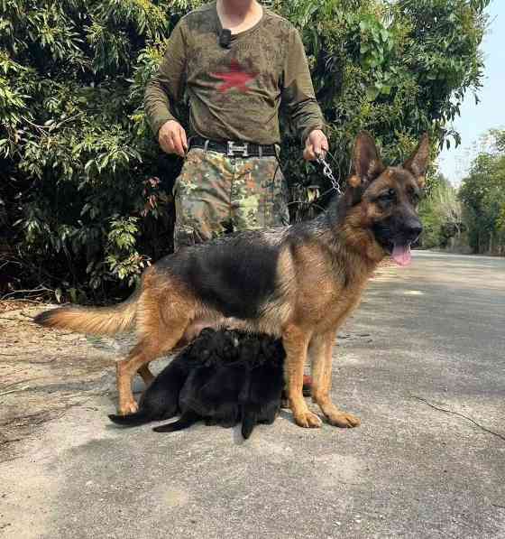 探寻桂林犬舍的独特魅力｜宠物住宿实用指南