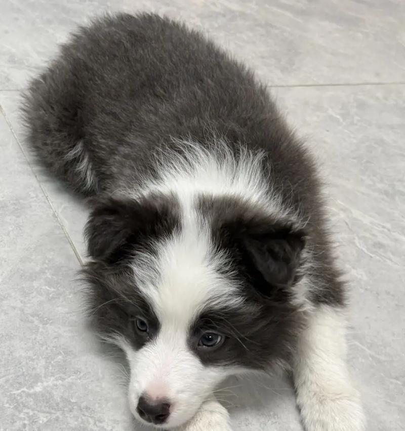 边牧出窝时间（出生后8到12周是关键时期，边牧逐渐独立）