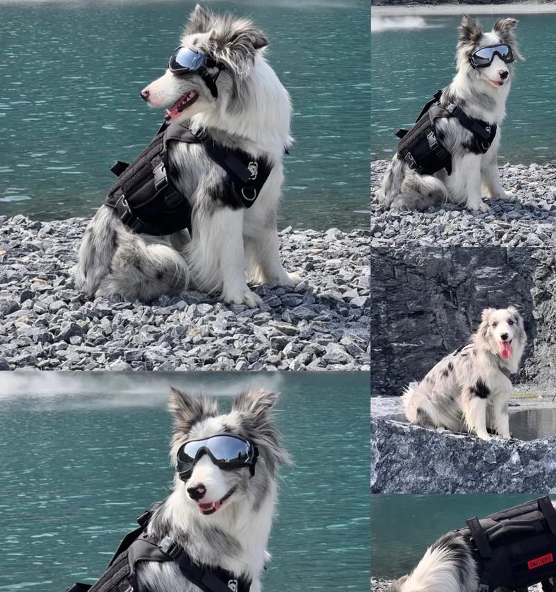 边牧出窝时间（出生后8到12周是关键时期，边牧逐渐独立）