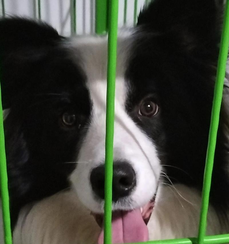 边牧出窝时间全攻略｜科学安排幼犬独立关键期