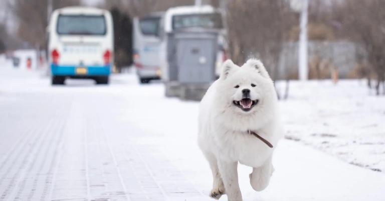 萨摩耶犬性情特点及是否咬人｜宠物饲养实用指南