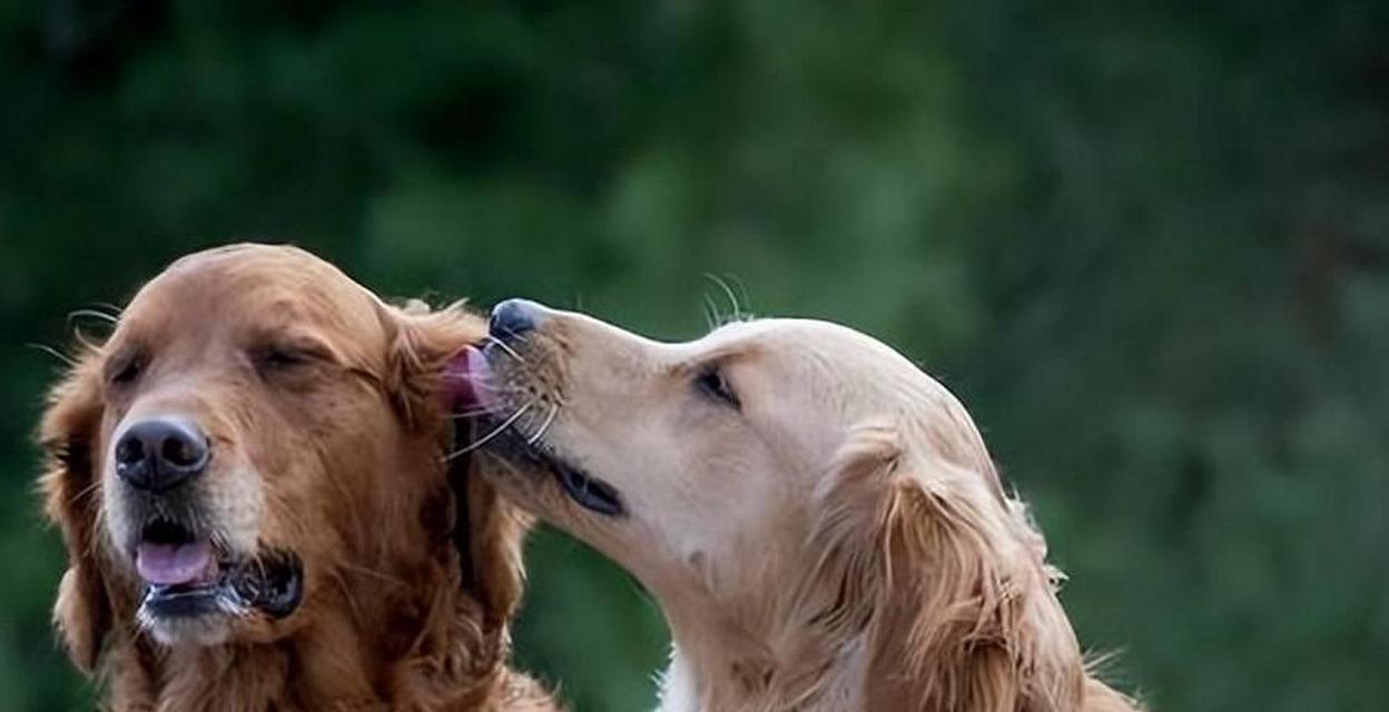 狗狗配种时间确定方法全攻略｜实用指南