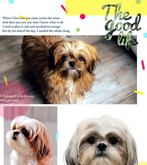 聪明绝顶的狗狗们（揭秘智商最高的狗狗品种）