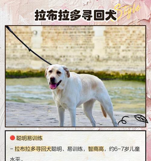 智商最高的狗狗品种全攻略｜聪明狗狗推荐