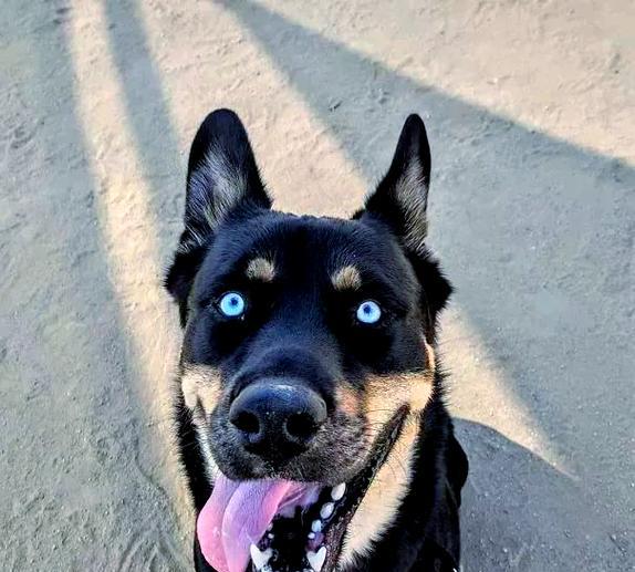 探索哈士奇世界（哈士奇，一犬多姿）