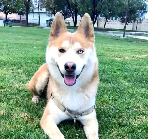 探索哈士奇世界（哈士奇，一犬多姿）