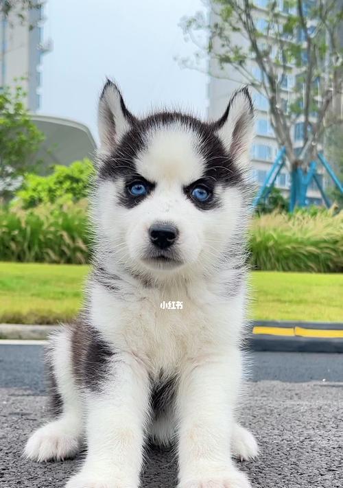 哈士奇品种全攻略｜探索一犬多姿的可爱世界