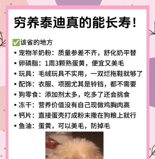 养一只泰迪需要哪些东西？（关于泰迪狗狗的必备用品和注意事项）