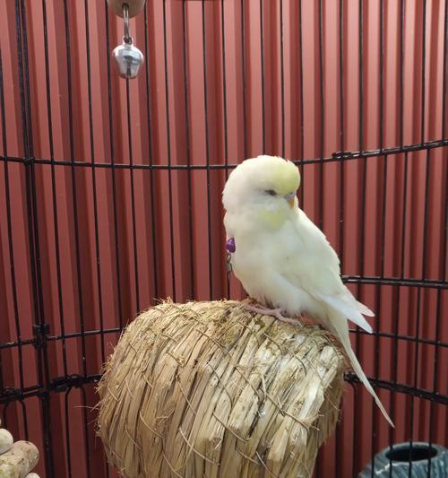 了解小鹦鹉的各种品种（探索不同小鹦鹉品种的特点与习性）