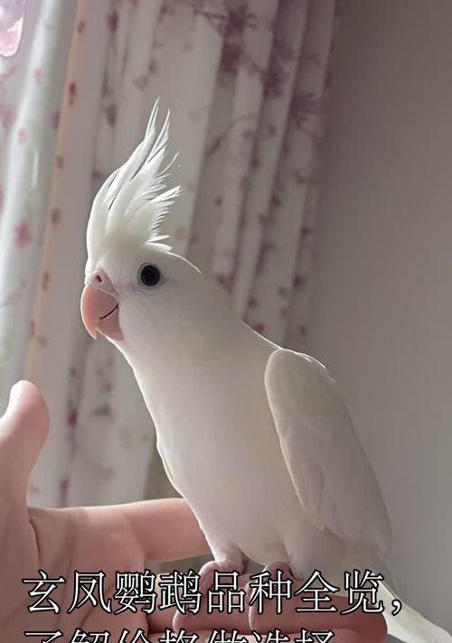 了解小鹦鹉的各种品种（探索不同小鹦鹉品种的特点与习性）