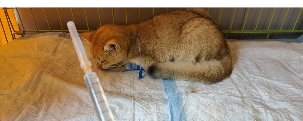 猫瘟治愈后的康复期该如何渡过？（关注猫咪的康复需要注意的关键细节）