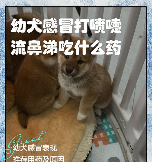 狗狗流鼻涕的症状、原因和治疗方法解析（了解狗狗流鼻涕的相关问题，助您有效应对）