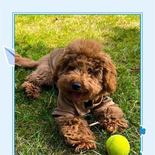 养一只泰迪需要哪些东西？（关于泰迪狗狗的必备用品和注意事项）