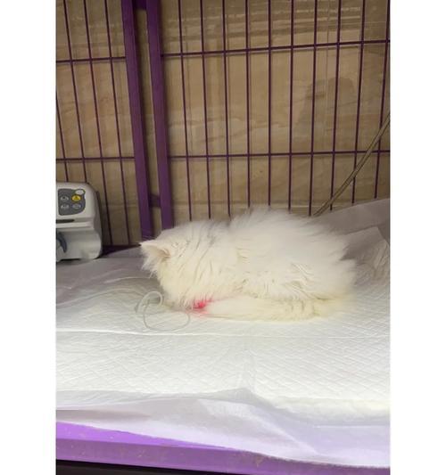 猫瘟治愈后的康复期该如何渡过？（关注猫咪的康复需要注意的关键细节）
