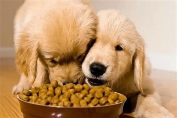 怎样才算是低脂狗粮？