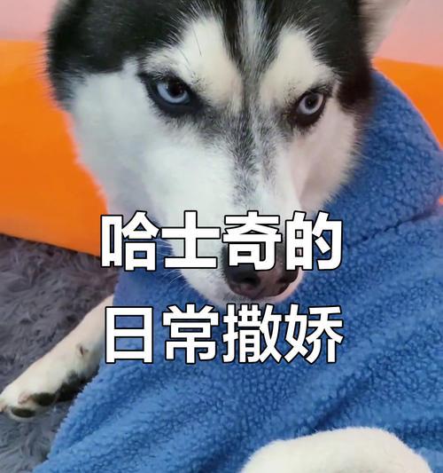 哈士奇蓝眼之谜（探究哈士奇眼睛为何独特蓝色，突变基因的关键作用）