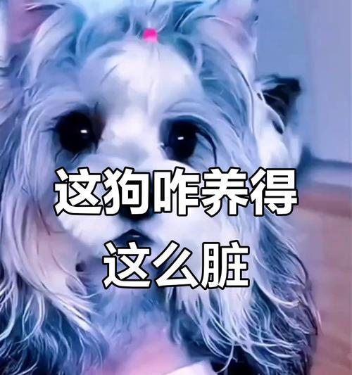 哈士奇蓝眼之谜｜基因突变揭秘狗狗独特外观