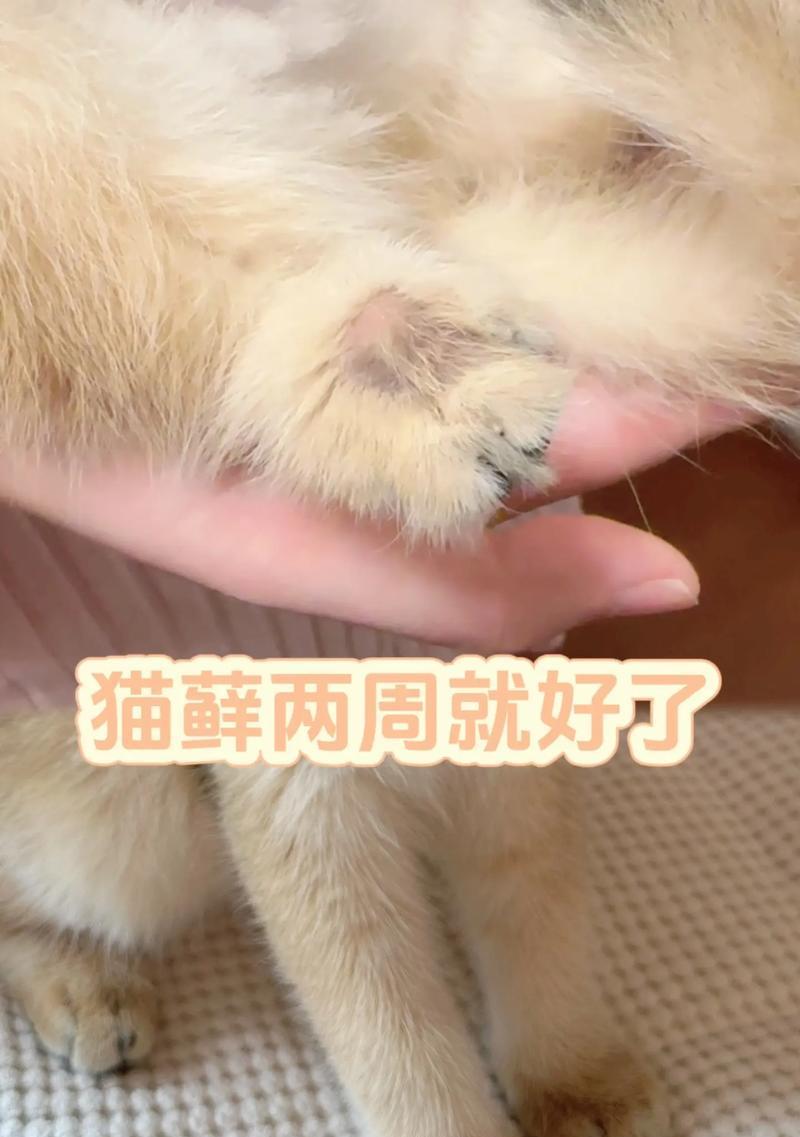 猫藓治疗的时间和方法（以猫得了猫藓多久能好？治疗猫藓的有效方法）