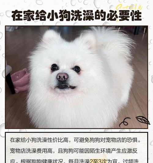 小狗洗澡的最佳时间及频率（了解你的小狗洗澡的最佳时间和频率有助于保持它的健康）