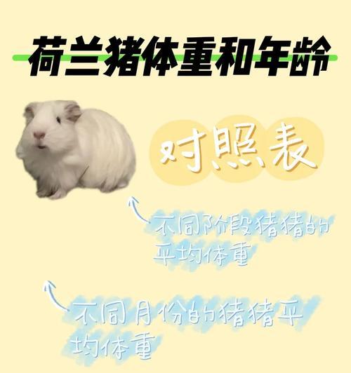 荷兰猪的营养价值与健康益处（发掘荷兰猪的健康秘密，为您的饮食增添营养亮点）