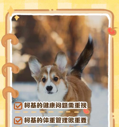 柯基肠胃炎治愈时间及关键因素解析（揭秘柯基肠胃炎康复周期，关注饮食和生活习惯）